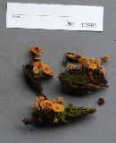 Xeromphalina campanella image